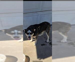 German Shepherd Dog-Siberian Husky Mix Dogs for adoption in Stockton, CA, USA