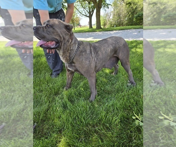 Medium Photo #1 Cane Corso Puppy For Sale in NAPPANEE, IN, USA