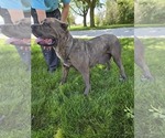 Small Photo #1 Cane Corso Puppy For Sale in NAPPANEE, IN, USA
