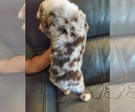 Small #2 Miniature Australian Shepherd