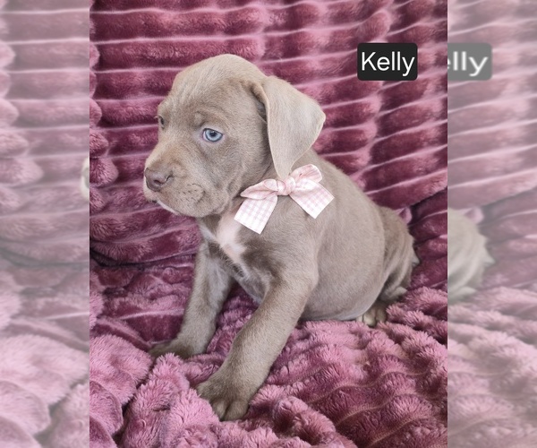 Medium Photo #5 Cane Corso Puppy For Sale in MINERAL WELLS, WV, USA