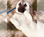 Small #6 Anatolian Shepherd Mix