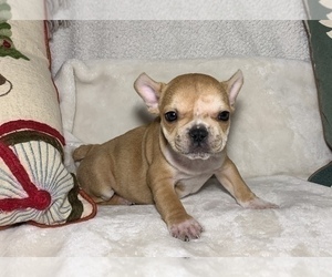 French Bulldog Puppy for sale in JOHNS ISLAND, SC, USA