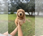 Puppy 3 Goldendoodle