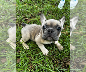 French Bulldog Puppy for Sale in MONTGOMERY, Alabama USA