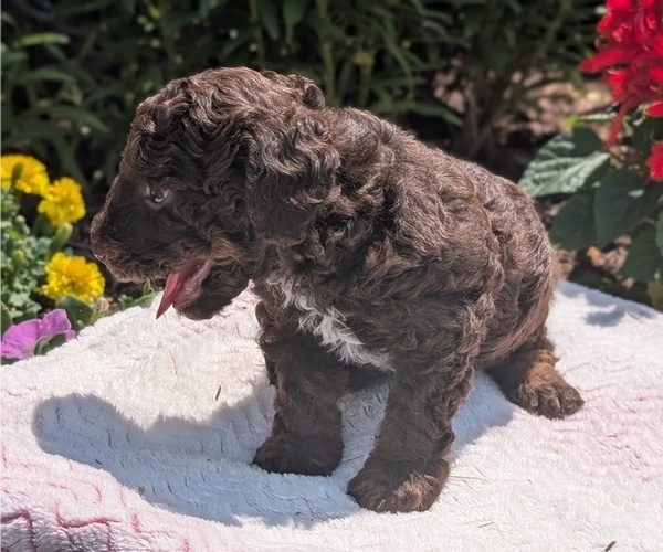 Medium Photo #8 Poodle (Toy) Puppy For Sale in GOSHEN, IN, USA