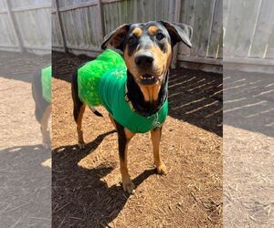 Madeline - Female Doberman Pinscher-Pointer Mix Dog for Adoption - Photo #9