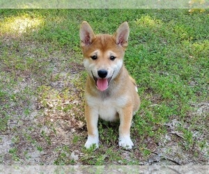 Shiba Inu Puppy for sale in CLARK, MO, USA