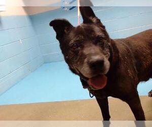 American Pit Bull Terrier-German Shepherd Dog Mix Dogs for adoption in Moreno Valley, CA, USA