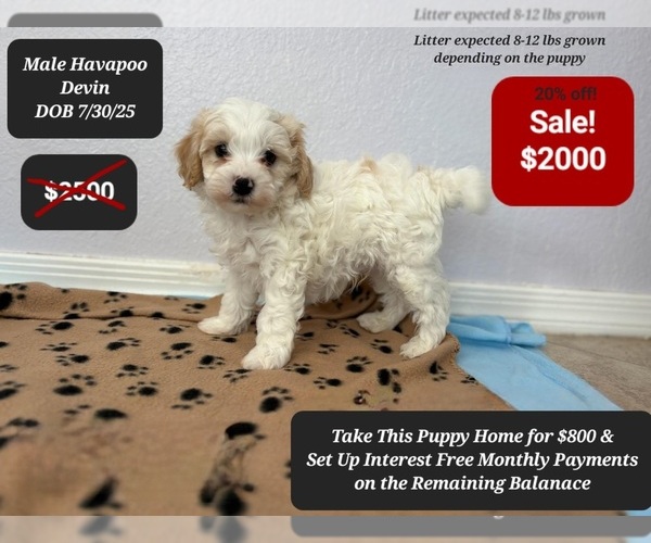 Medium Photo #3 Poovanese Puppy For Sale in TUCSON, AZ, USA