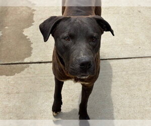 Mutt Dogs for adoption in Tulsa, OK, USA