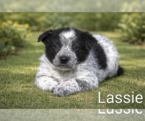 Australian Cattle Dog-Border Collie Mix Puppy for Sale in CLARE, Michigan USA