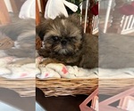 Small Photo #9 Shih Tzu Puppy For Sale in BRIDGETON, NJ, USA
