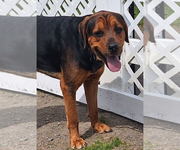 Medium Photo #4 Rottweiler Puppy For Sale in Virginia Beach, VA, USA