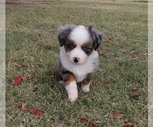 Miniature Australian Shepherd Puppy for Sale in ARLINGTON, Texas USA