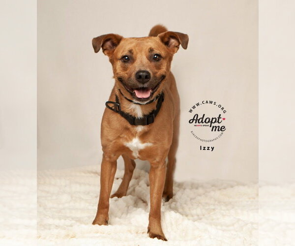 Medium Photo #5 Staffordshire Bull Terrier-Unknown Mix Puppy For Sale in Salt Lake City, UT, USA