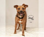 Small #4 Staffordshire Bull Terrier Mix