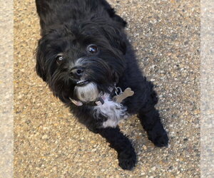 Barley (Schnoodle) - Male Poodle (Miniature)-Unknown Mix Dog for Adoption - Photo #5