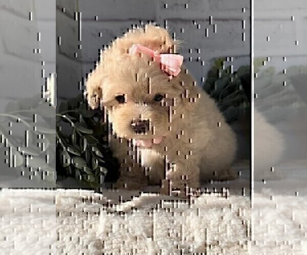 Medium Photo #18 Maltipoo Puppy For Sale in MIAMI BEACH, FL, USA