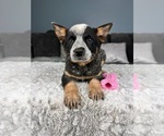 Small Photo #5 Australian Cattle Dog Puppy For Sale in GREENFIELD, IN, USA