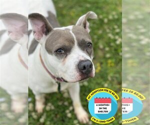 American Pit Bull Terrier Dogs for adoption in Virginia Beach, VA, USA