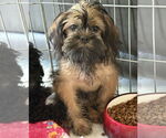 Small #1 Brussels Griffon