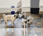 Small #10 Pug