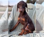 Small #4 Doberman Pinscher