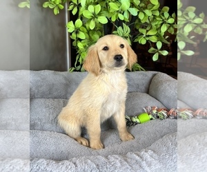 Golden Retriever Puppy for sale in FRANKLIN, IN, USA