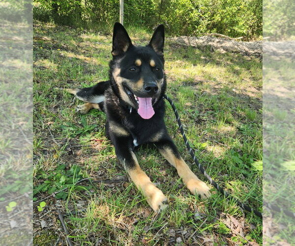 Medium Photo #3 Siberian Husky Puppy For Sale in Glen Allen, VA, USA