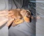 Small Photo #4 Doberman Pinscher Puppy For Sale in SPRING, TX, USA