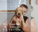 Small Photo #1 Goldendoodle Puppy For Sale in ODON, IN, USA