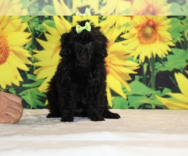 Medium Photo #9 Poodle (Toy) Puppy For Sale in DYERSBURG, TN, USA