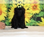 Melina - Female Poodle (Toy) Puppy for Sale - Photo #9
