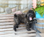 Small Photo #3 Bernedoodle-Poodle (Miniature) Mix Puppy For Sale in GREENWOOD, WI, USA