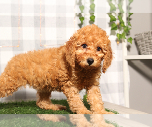 Goldendoodle (Miniature) Puppy for sale in MARIETTA, GA, USA