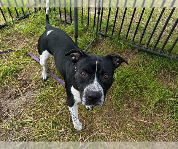 Medium Photo #1 Staffordshire Bull Terrier Puppy For Sale in Ocala, FL, USA