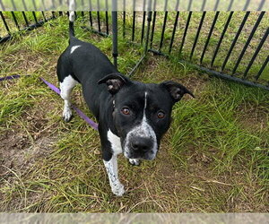 Staffordshire Bull Terrier Dogs for adoption in Ocala, FL, USA