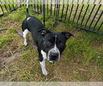 Small Staffordshire Bull Terrier
