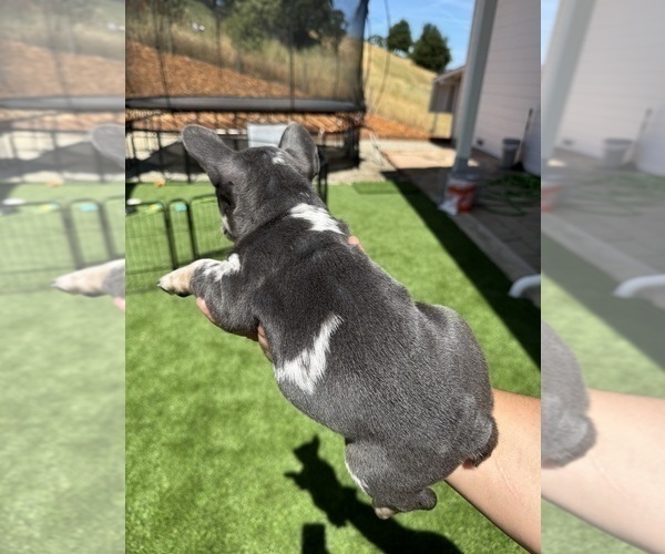 Medium Photo #18 French Bulldog Puppy For Sale in PLEASANTON, CA, USA