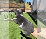 Small Photo #18 French Bulldog Puppy For Sale in PLEASANTON, CA, USA