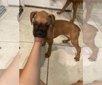 Puppy Purple Boxer