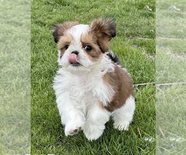 Medium Photo #6 Shih Tzu Puppy For Sale in SILEX, MO, USA