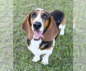FAITH - Female Basset Hound Dog for Adoption - Photo #2