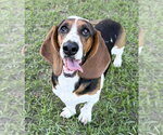 Small Photo #2 Basset Hound Puppy For Sale in Deepwater, NJ, USA