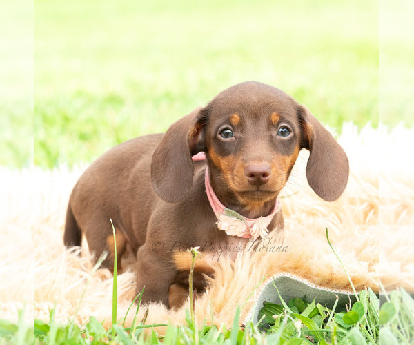 Medium Photo #5 Dachshund Puppy For Sale in WARSAW, IN, USA