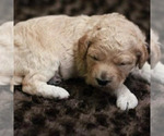 Small Photo #10 Goldendoodle (Miniature) Puppy For Sale in ASHBY, MN, USA
