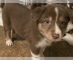 Puppy Tootsie Australian Shepherd