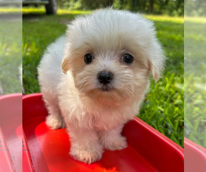 Maltese Puppy for sale in WINSLOW, AR, USA