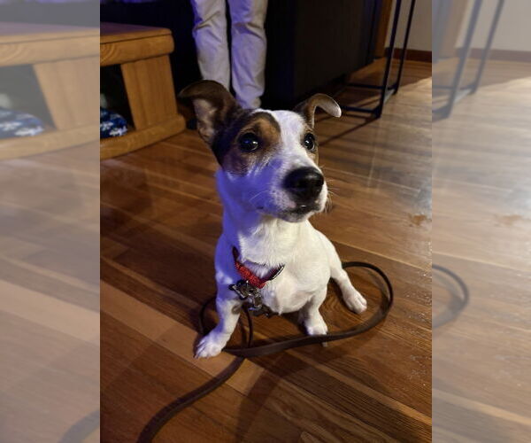 Medium Photo #11 Jack Russell Terrier Puppy For Sale in Oak Bluffs, MA, USA